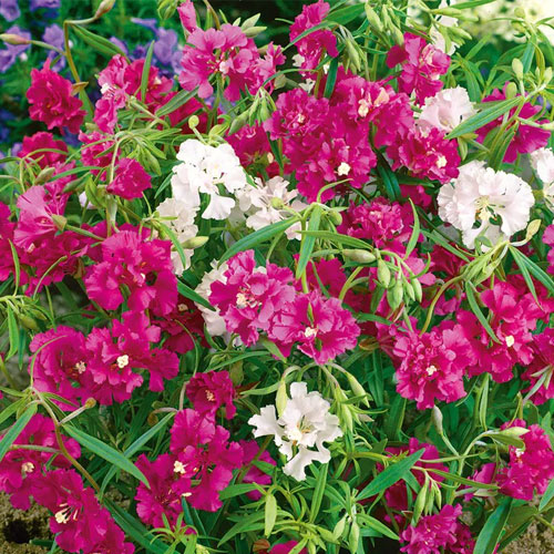 Clarkia Pulchella Mix Seeds