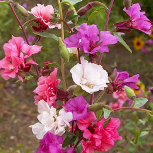 Clarkia Pulchella Mix Seeds