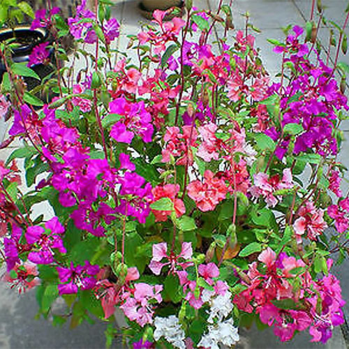Clarkia Pulchella Mix Seeds