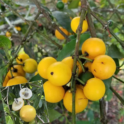 Baraba Fruit Sweet Lemon Drop Mangosteen Fruits Live Plant