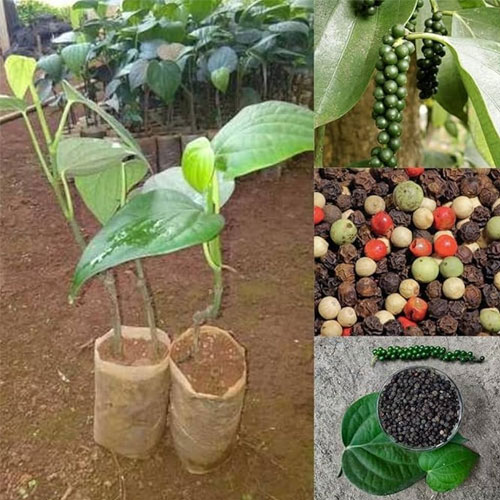 Black Pepper Kurumulagu Karimunda Climber Spice Plant