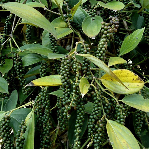 Black Pepper Kurumulagu Karimunda Climber Spice Plant