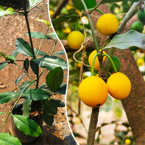 Baraba Fruit Sweet Lemon Drop Mangosteen Fruits Live Plant