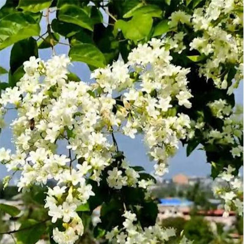 Manimulla Porana Paniculata Creeper Flowering Ornamental Live Plant
