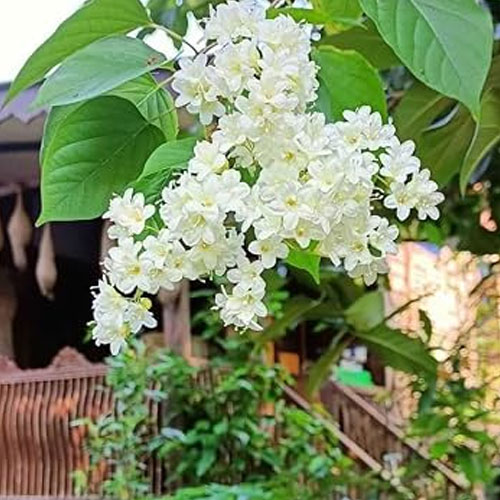 Manimulla Porana Paniculata Creeper Flowering Ornamental Live Plant