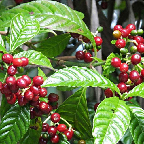 Coffee Plant Coffea arabica Live Plant