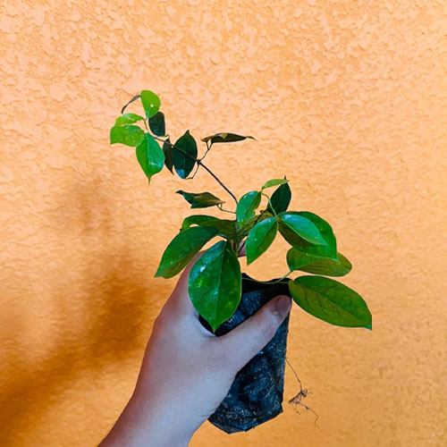 Cat's Claw Creeper Live Plant