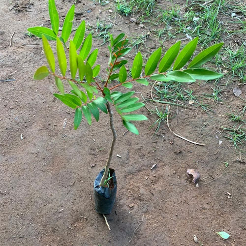 Lakshmi Taru Paradise Tree Live Plant
