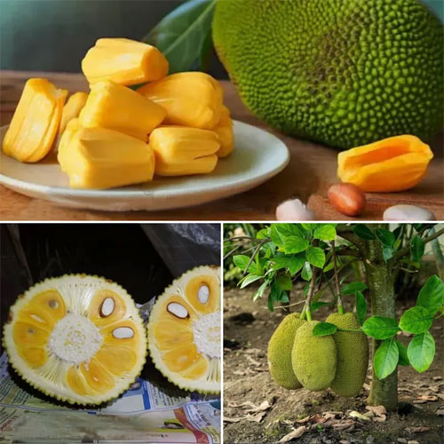 Jackfruit Vietnam Super Early  Budded Live Plant