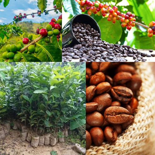 Coffee Plant Coffea arabica Live Plant