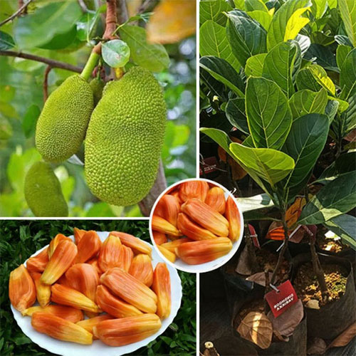 Jackfruit Cambodian Orange Exotic Budded Live Plant