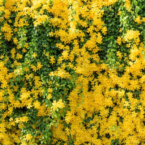 Cat's Claw Creeper Live Plant