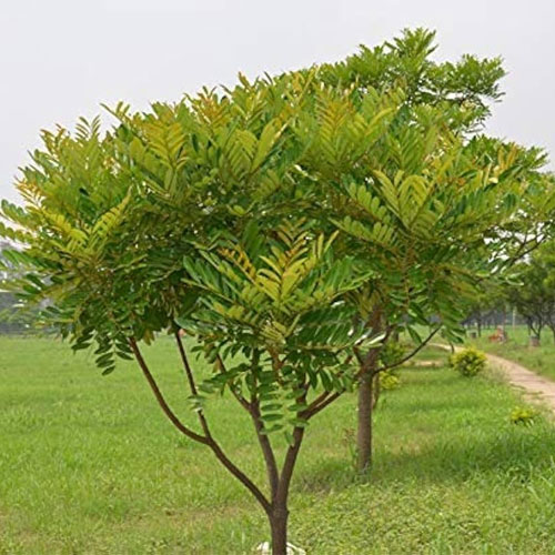 Lakshmi Taru Paradise Tree Live Plant