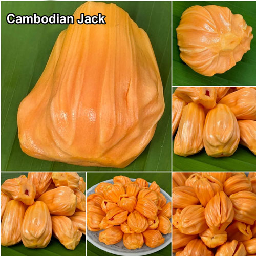 Jackfruit Cambodian Orange Exotic Budded Live Plant