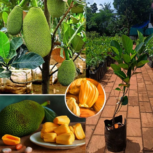 Jackfruit Vietnam Super Early  Budded Live Plant