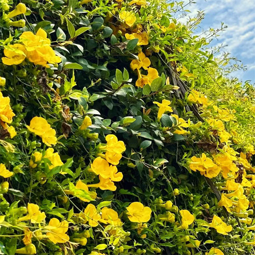 Cat's Claw Creeper Live Plant