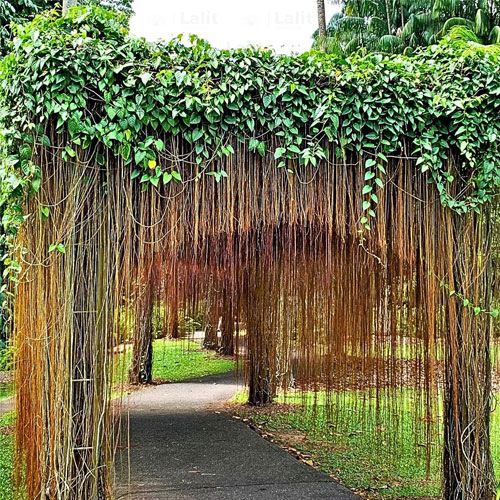 Princess Vine Cissus Nodosa Cissus Verticillata Climbing Plant