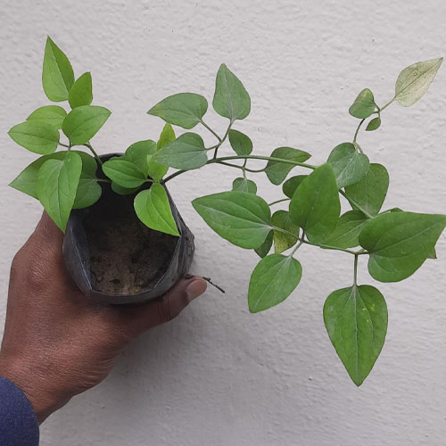Bridal Bouquet Frangipani Flowering Creeper Live Plant 