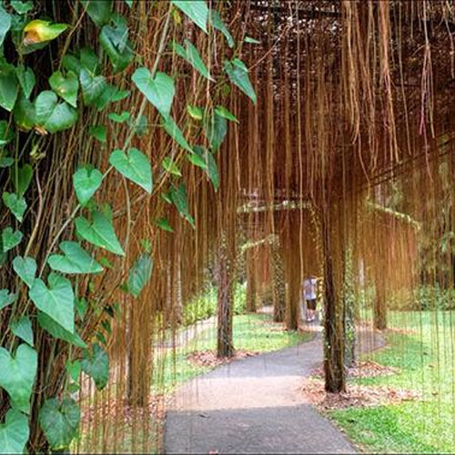 Princess Vine Cissus Nodosa Cissus Verticillata Climbing Plant