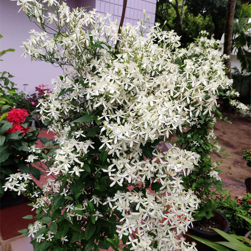Bridal Bouquet Frangipani Flowering Creeper Live Plant 