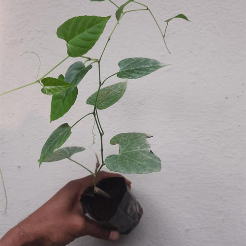 Princess Vine Cissus Nodosa Cissus Verticillata Climbing Plant