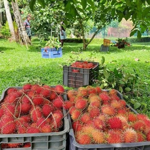 Rambutan N18 Budded Hybrid Fruit Live Plant