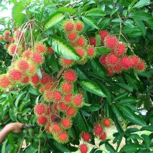 Rambutan Seedling Fruit Live Plant