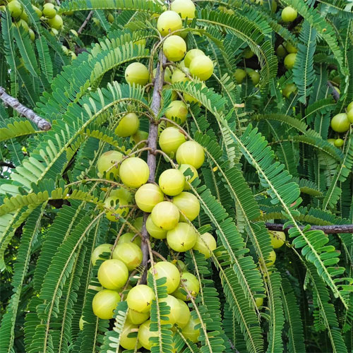Amla Indian Gooseberry Grafted Live Plant – Nellika