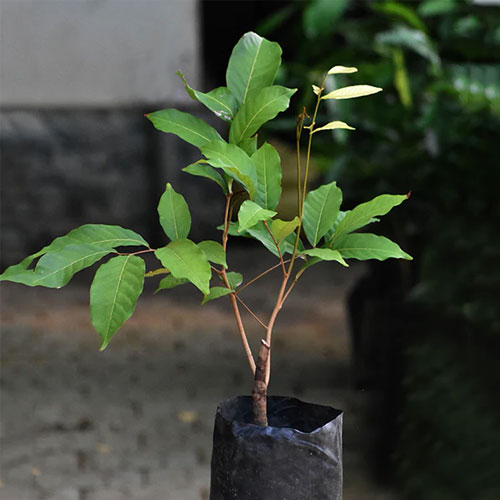 Rambutan N18 Budded Hybrid Fruit Live Plant