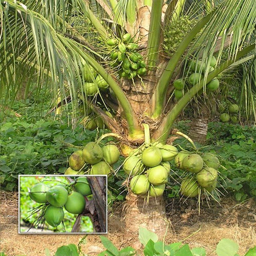 Malaysian Dwarf Coconut Hybrid Tree Live Plant