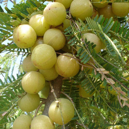 Amla Indian Gooseberry Grafted Live Plant – Nellika