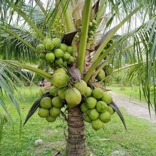 Malaysian Dwarf Coconut Hybrid Tree Live Plant