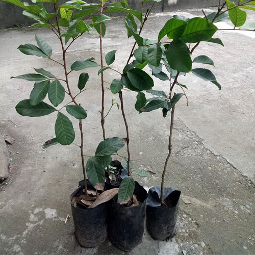 Rambutan Seedling Fruit Live Plant