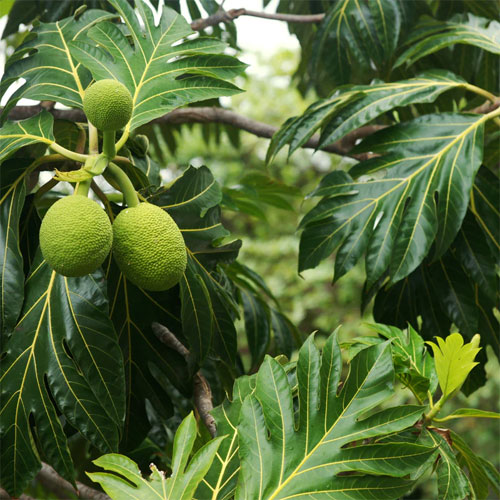 Breadfruit Kadachakka Artocarpus altilis Fruit Budded / Layered Live Plant
