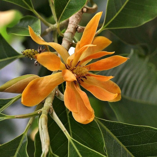 Chempakam Magnolia Champaca Flowering Ornamental Live Plant