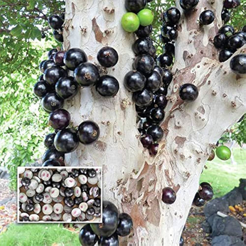 Jaboticaba Sabara Maramunthiri Fruit Live Plant
