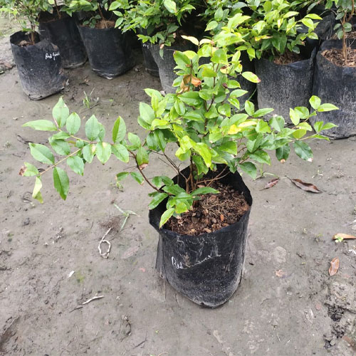 Jaboticaba Sabara Maramunthiri Fruit Live Plant