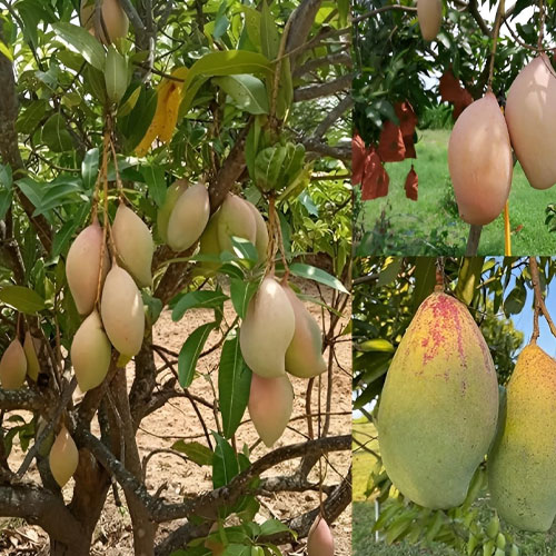 Totapuri Mango Grafted Fruit Plant