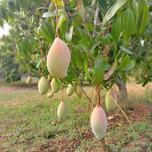 Totapuri Mango Grafted Fruit Plant