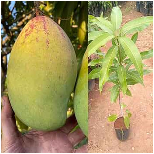 Totapuri Mango Grafted Fruit Plant