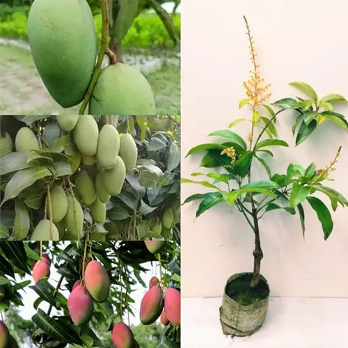 Baramasi Mango Thailand All Time Hybrid Grafted Mango Plant