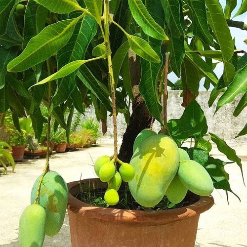 Baramasi Mango Thailand All Time Hybrid Grafted Mango Plant
