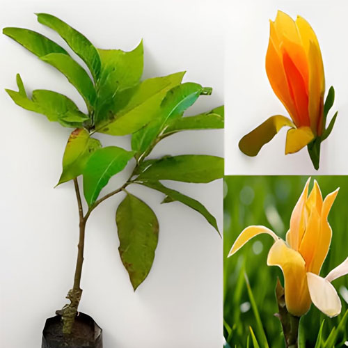 Chempakam Magnolia Champaca Flowering Ornamental Live Plant