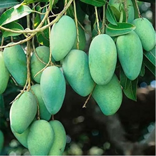 Thailand All Time Season Mango Grafted Live Plant