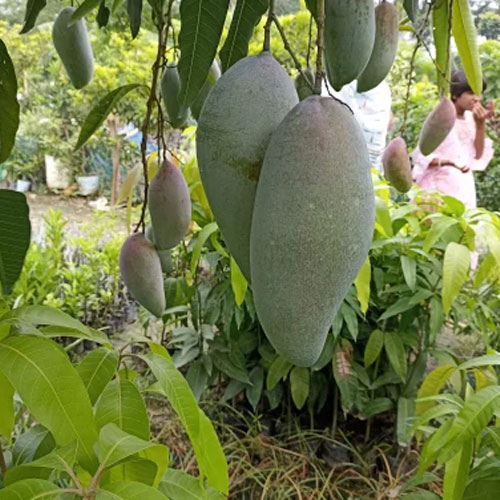Red Ivory Thailand Mango Grafted Live Plant 