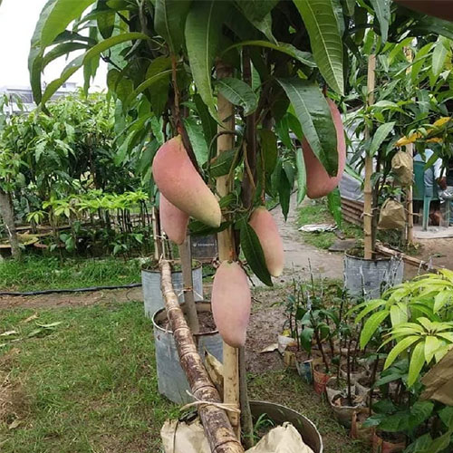 Red Ivory Thailand Mango Grafted Live Plant 