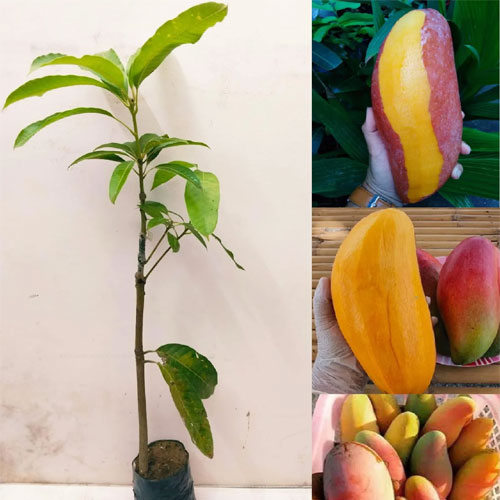 Red Ivory Thailand Mango Grafted Live Plant 