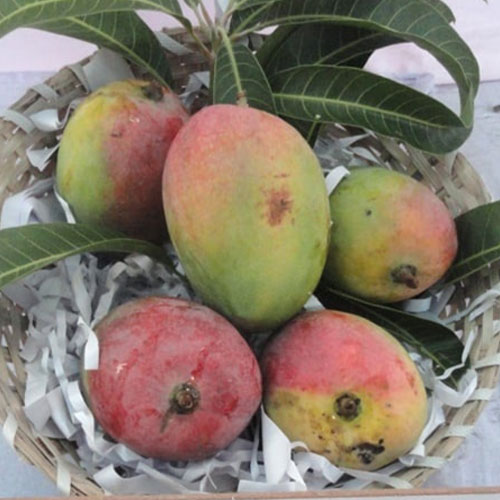 Sindhooram Mango Grafted Fruit Live Plant