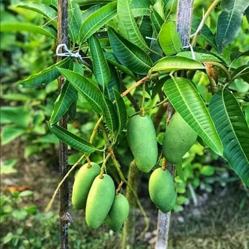 Thailand All Time Season Mango Grafted Live Plant