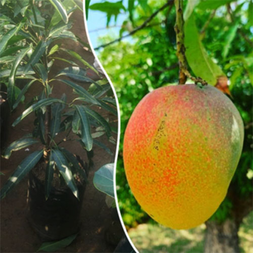 Sindhooram Mango Grafted Fruit Live Plant